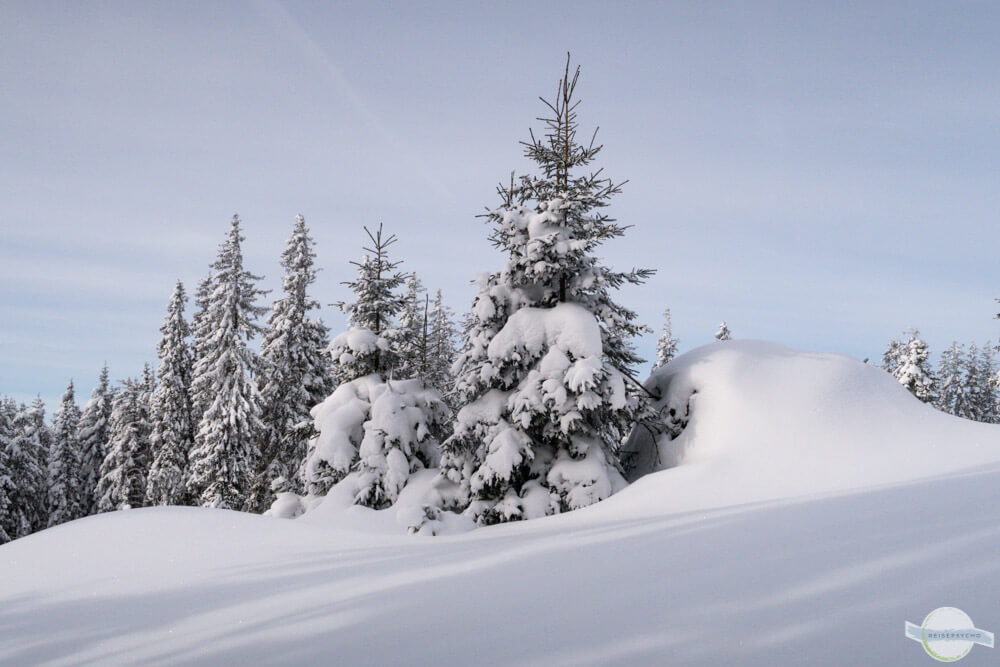 Tannen voll mit Schnee