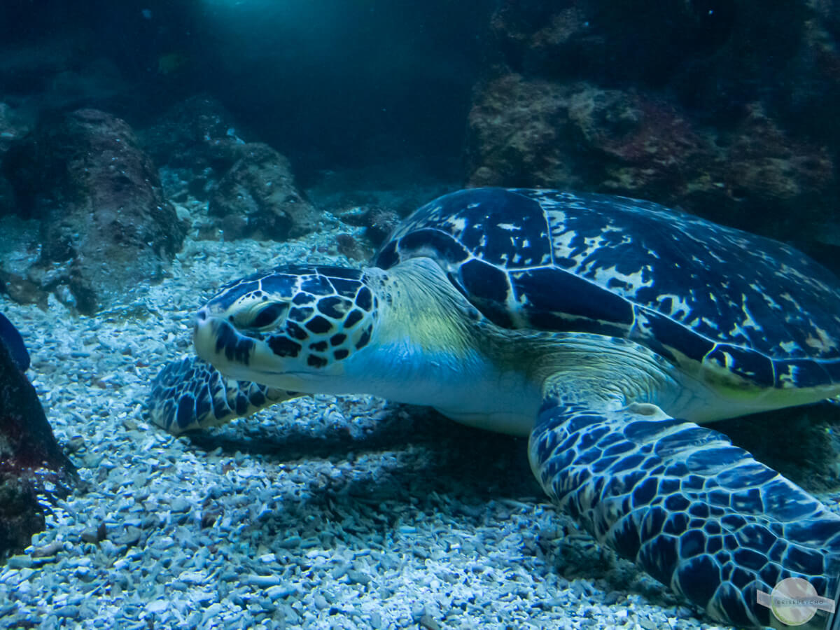 Schildkröte im Haus des Meeres