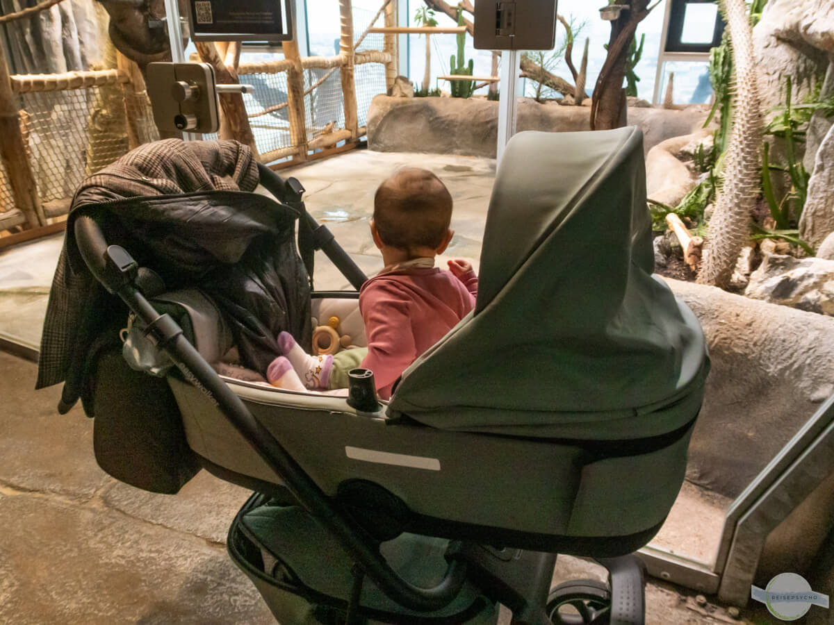 Baby im Kinderwagen schaut raus, von hinten fotografiert
