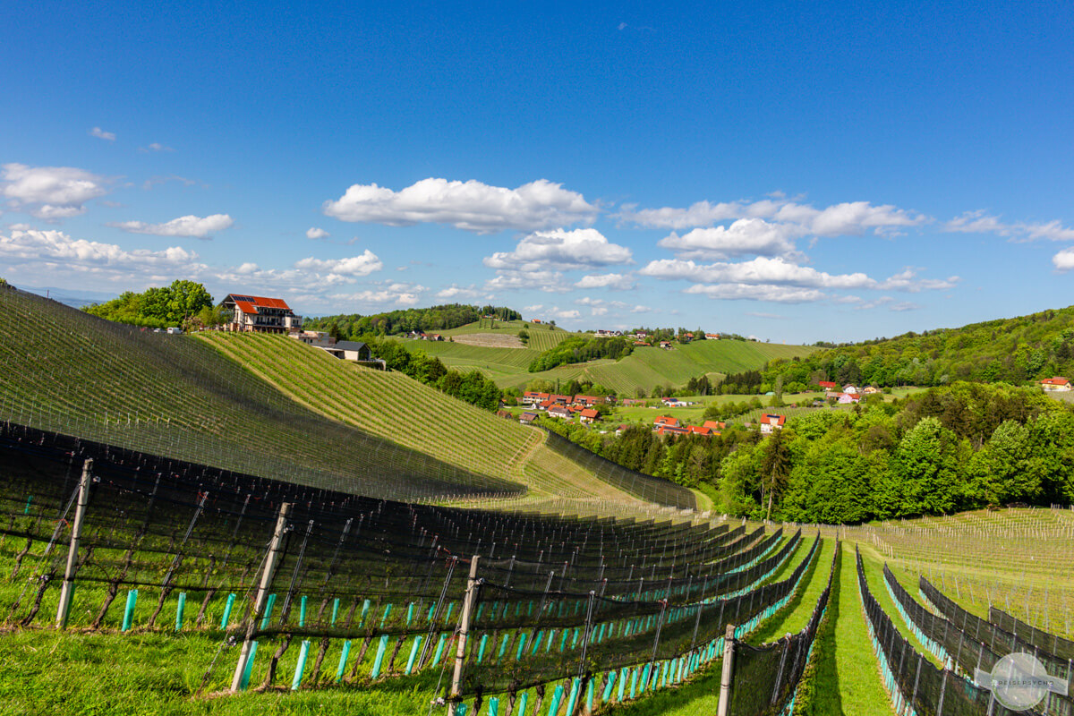 Weinberge in Ratsch