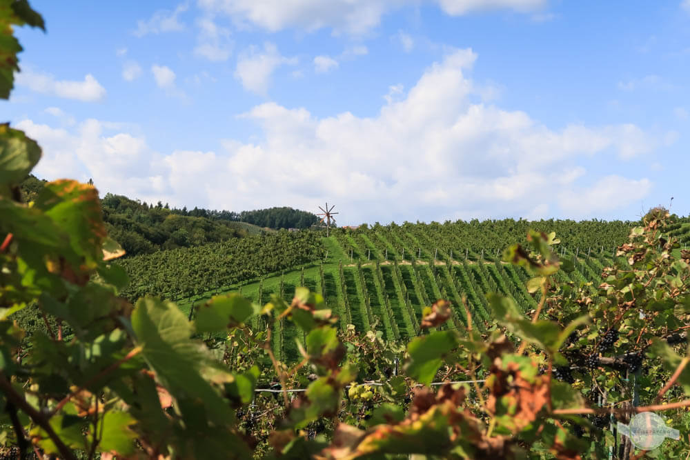 Weingarten mit Klapotetz von der Ferne