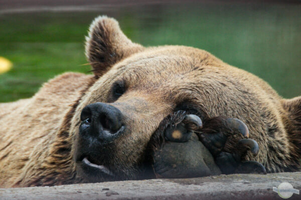 Bär schläft mit Pfote im Gesicht