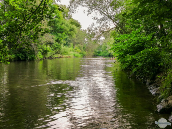 Die Sulm, ein breiter, ruhiger Fluss, gesäumt von Bäumen