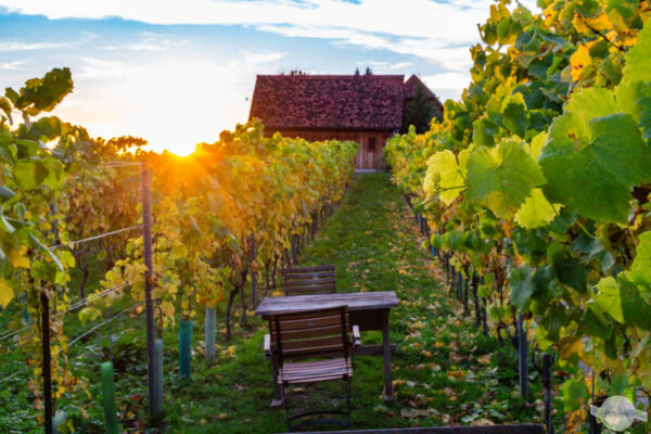 Sonnenuntergang im Weingarten vom Buschenschank Bockmoar