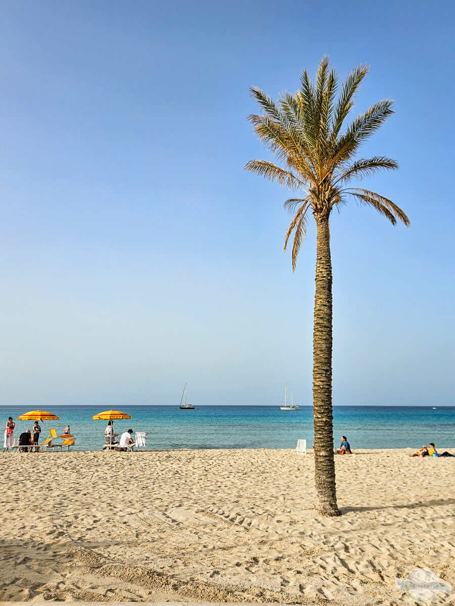 Palme am Sandstrand auf Sizilien