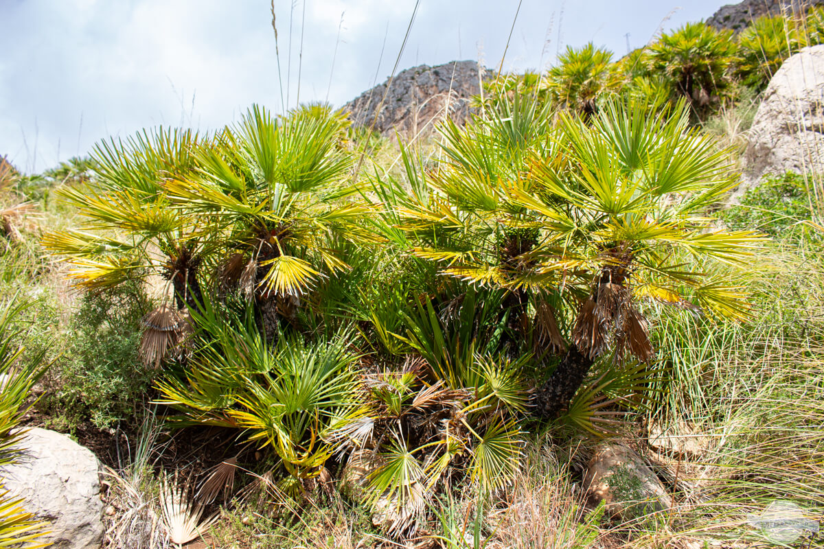 Zwergpalme im Naturreservat Lo Zingaro
