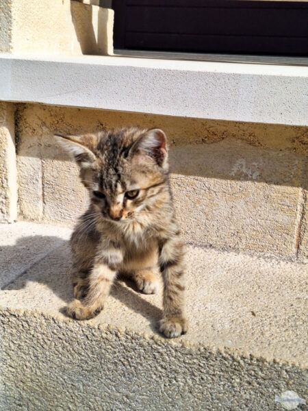 Katze im Kloster auf Zypern