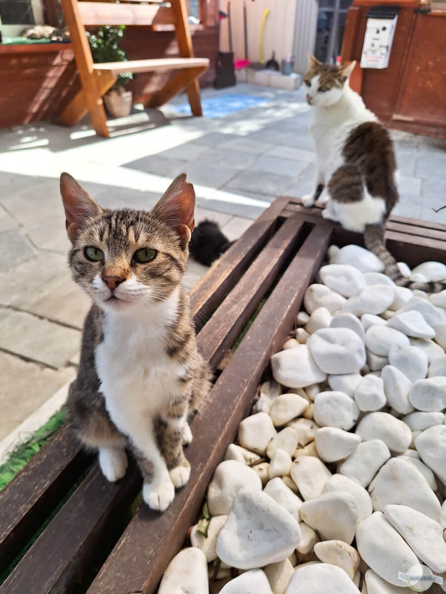 Katze bei den Talacats