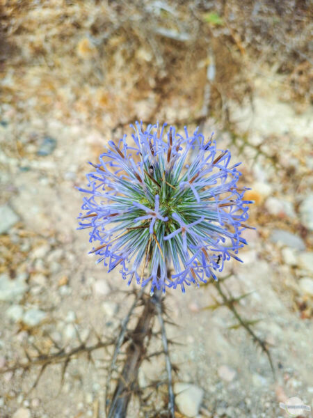Blaue Blüte, die wie Pusteblume aussieht im Herbst auf Zypern