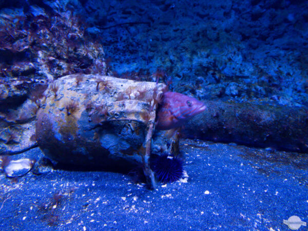 Fisch im Aquarium