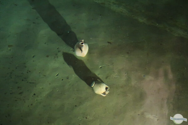 Zwei Tonkrüge im Wasser in einer Zisterne in Neapels Untergrund
