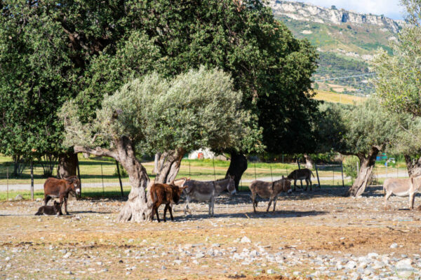 Die Farm Barone Macri in Kalabrien