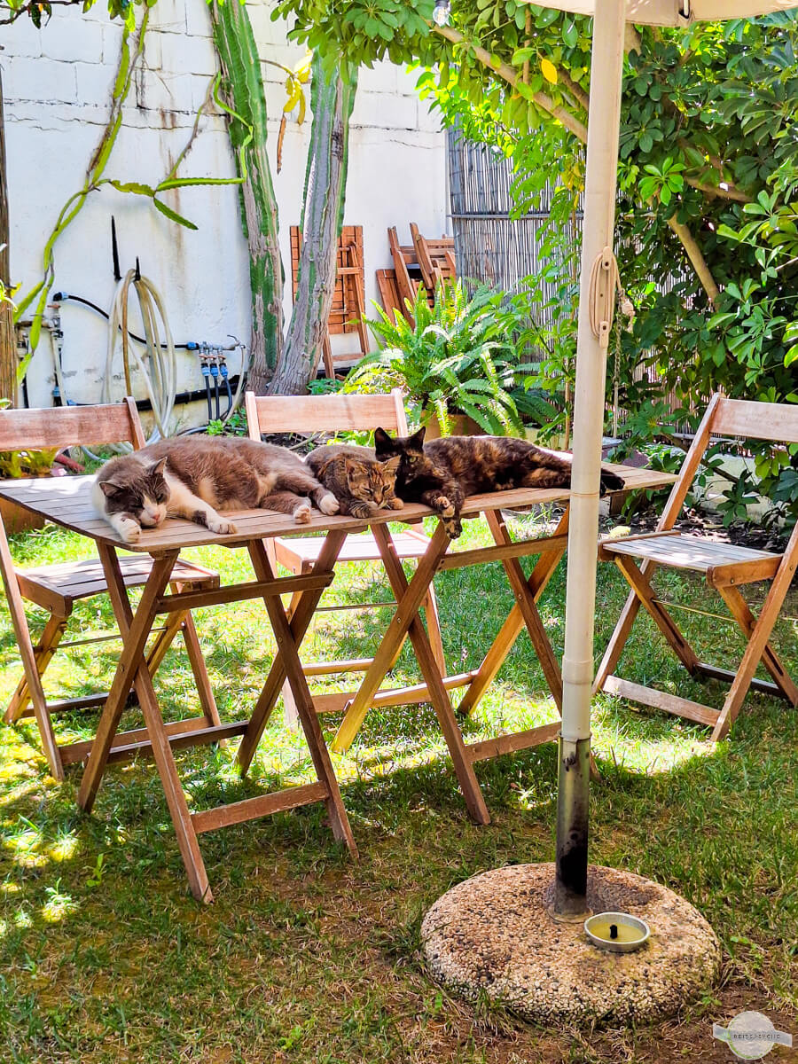 Katzen am Tisch in Kalabrien