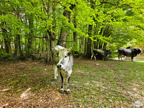 Waldkühe in Kalabrien