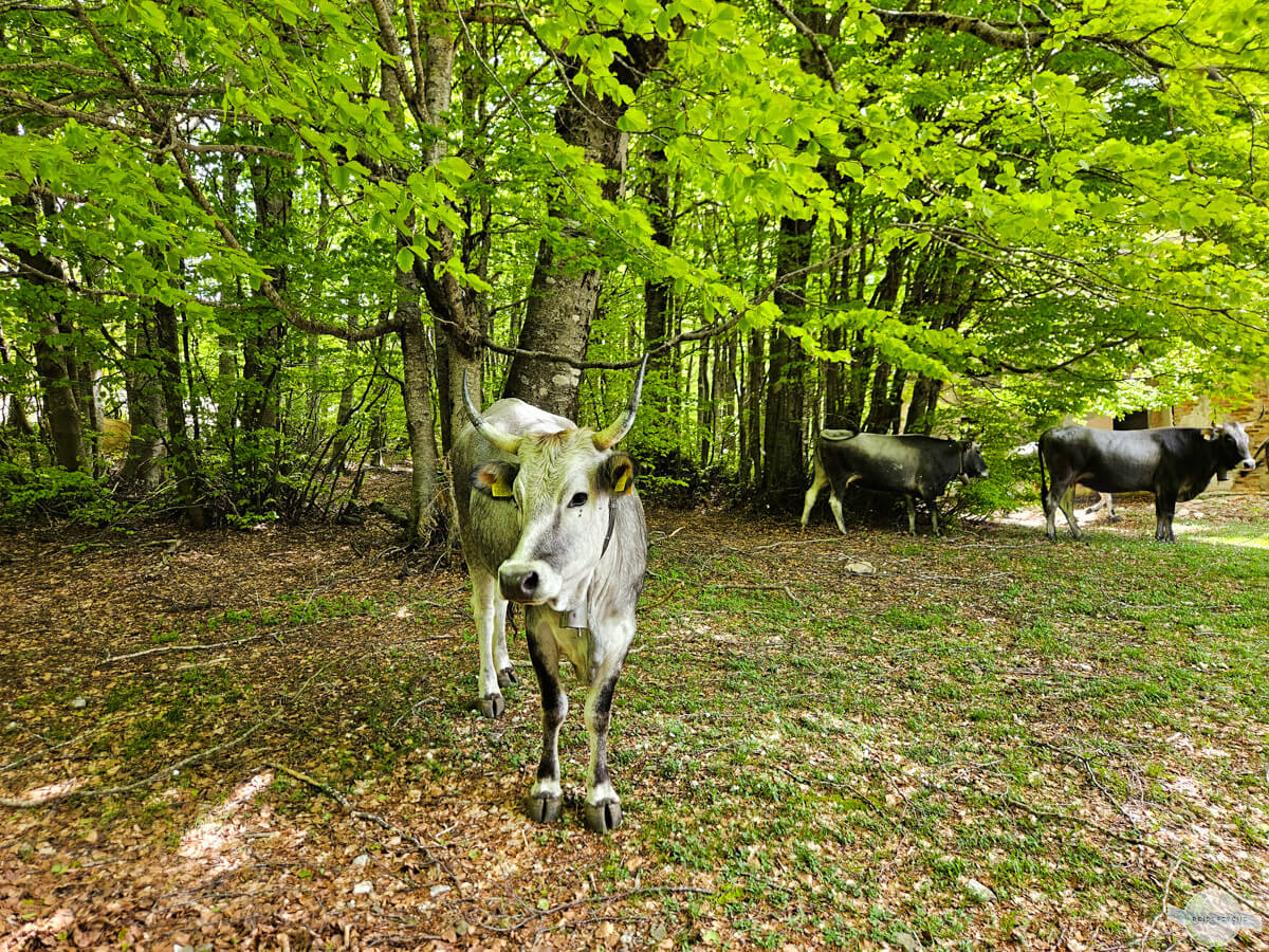 Waldkühe in Kalabrien