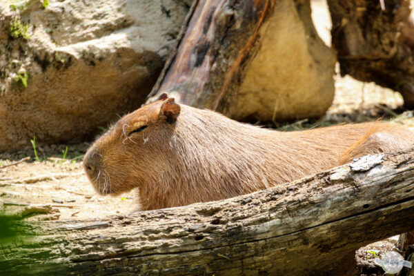 Capybara im Živalski vrt Sikalu Zoo